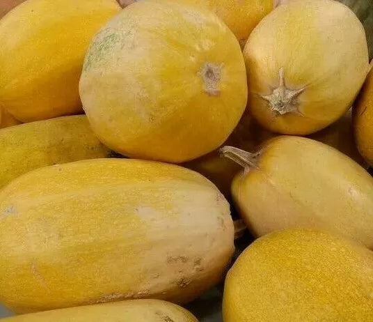 Spaghetti Squash Seeds 20+ Non-GMO Winter Squash Cucurbita pepo for Home Gardening