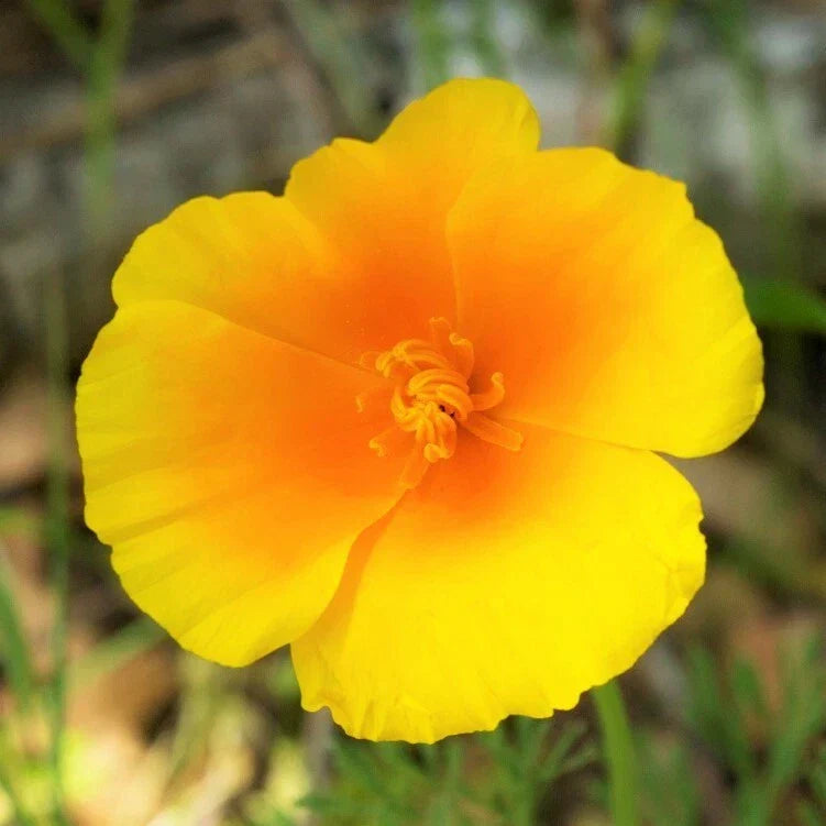 California Poppy Seeds | Yellow Gold Perennial Flower | Eschscholzia californica | 2025 Harvest | Non-GMO