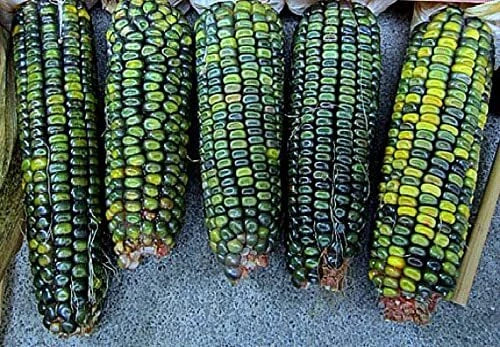 Oaxacan Green Indian Corn Seeds - 25+ Seeds - Unique Green Kernels - Zea mays - Non-GMO Organic Heirloom Variety