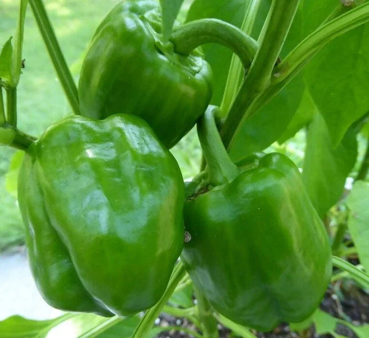 Emerald Giant Bell Pepper Seeds - 50+ Non-GMO Sweet Peppers - Capsicum annuum - Ideal for Home Gardens and Containers