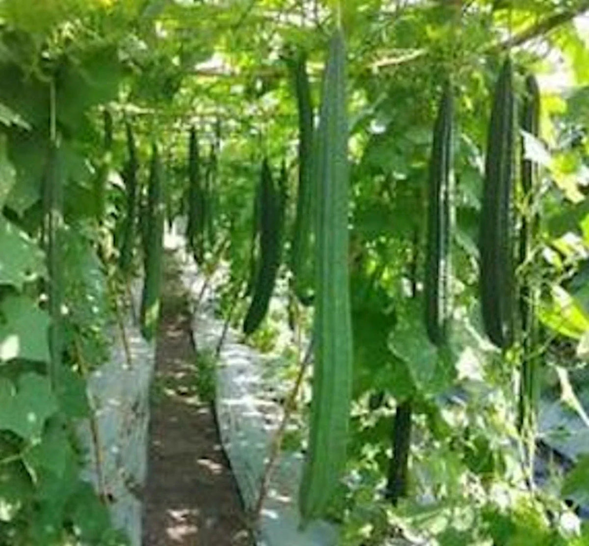 Ridged Gourd Seeds 12 Pack Angled Luffa Chinese Okra Luffa acutangula Non-GMO for Culinary Use and Natural Sponges