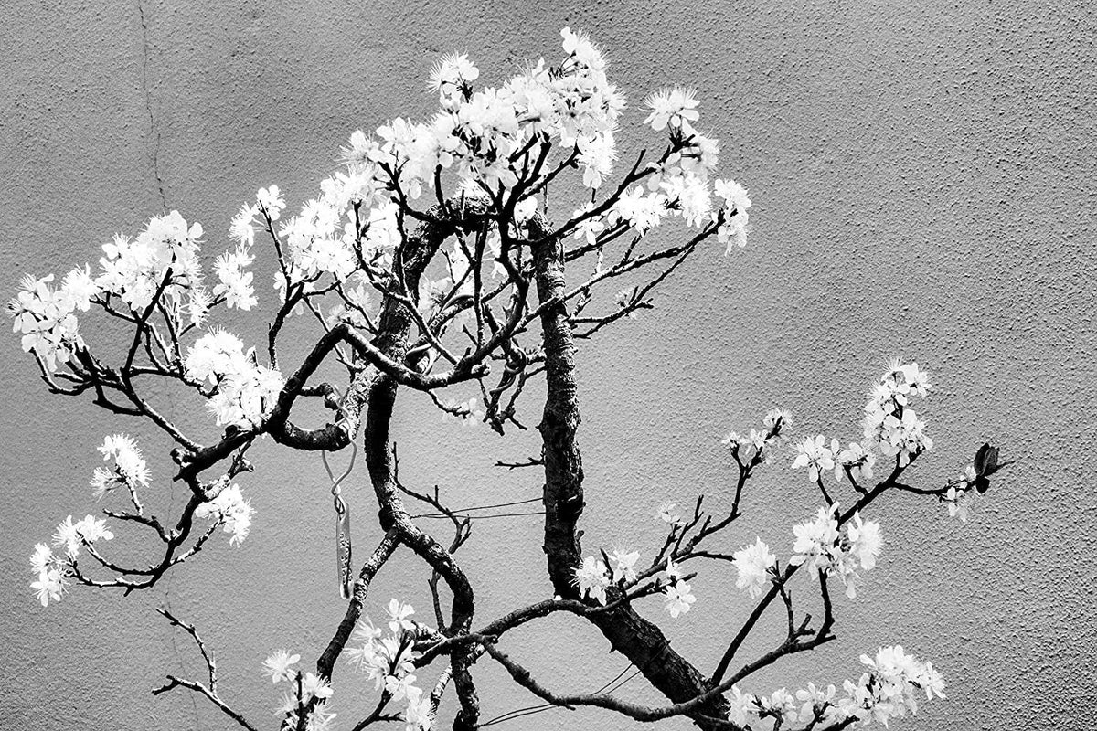 Cherry Tree Bonsai Seeds - 20 Pack - Prunus avium - Ideal for Indoor or Outdoor Miniature Cherry Trees