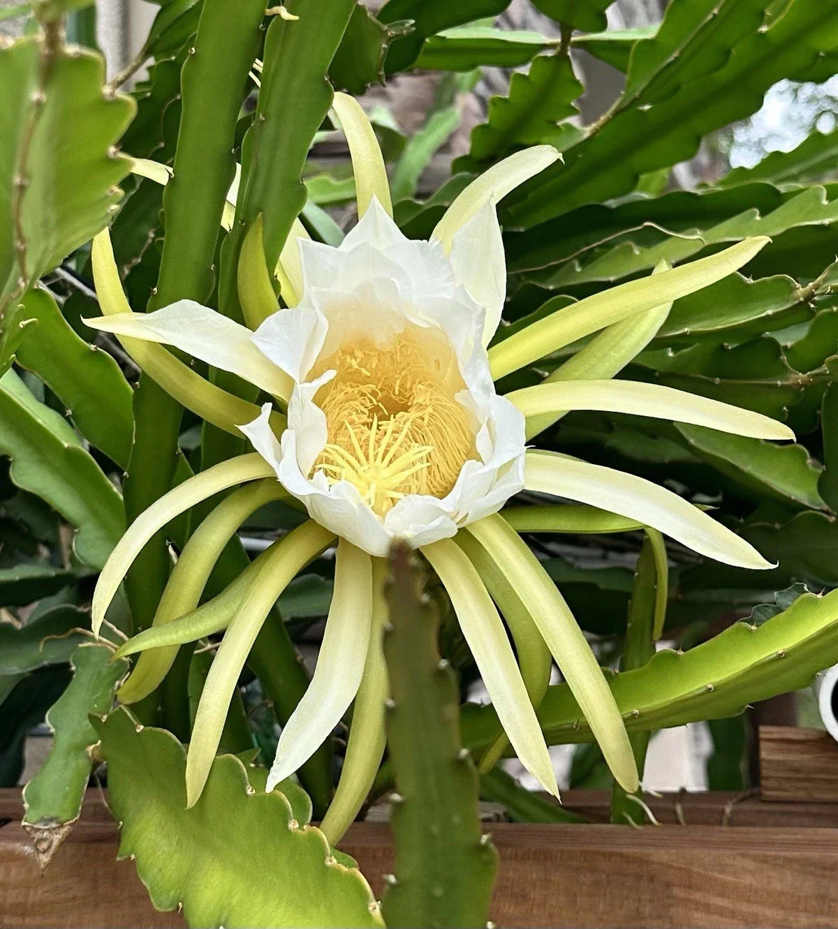 Dragon Fruit Cuttings 8-10 Inch, Pitaya Varieties for Propagation, Hylocereus spp. - Fresh Cactus Plant Cuttings