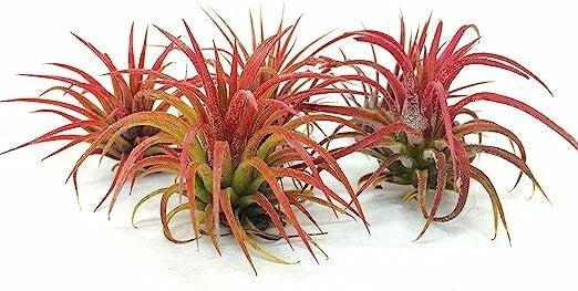 5 Pack Air Plants - Ionantha Fuego Red - Tillandsia ionantha - Low Maintenance Indoor Decor - Live Air Plants for Home