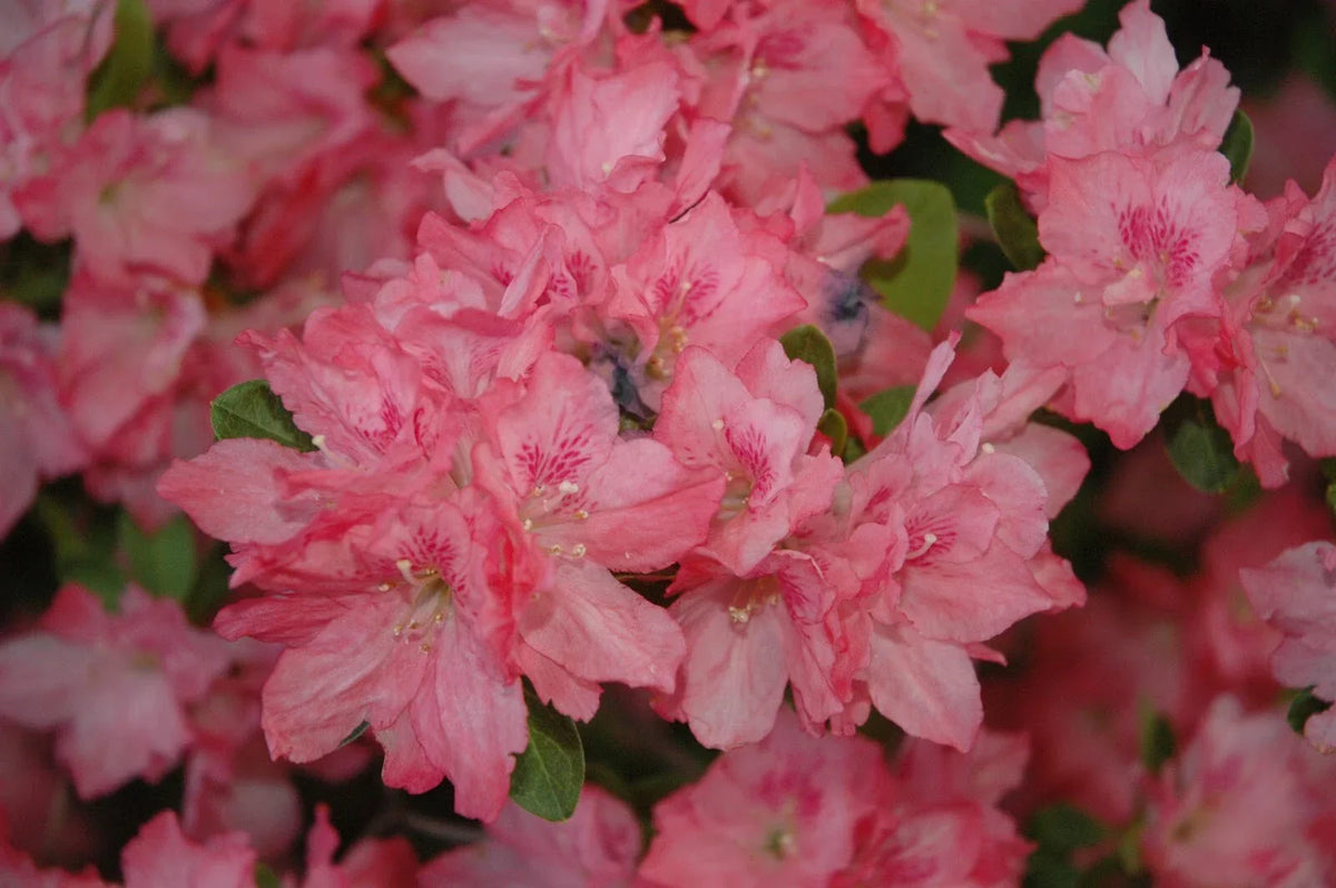 Azalea Starter Plant - 2-3 Gallon Hampton Beauty Variety - Rare Heavy Bloomer - Rhododendron x 'Hampton Beauty'