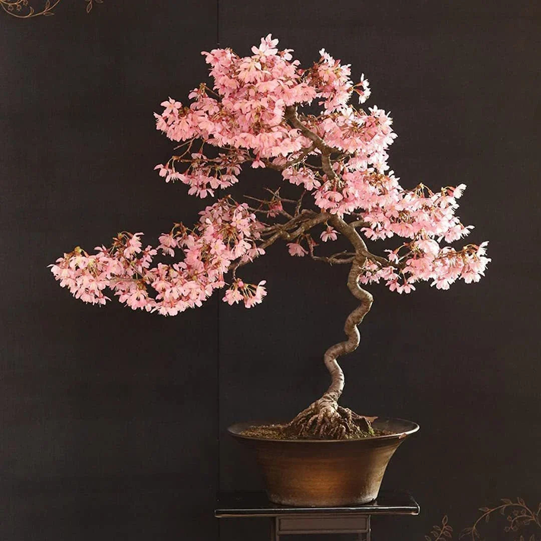 Japanese Cherry Bonsai Tree Seeds - 20 Pack - Prunus serrulata - Ideal for Indoor Gardening and Compact Spaces