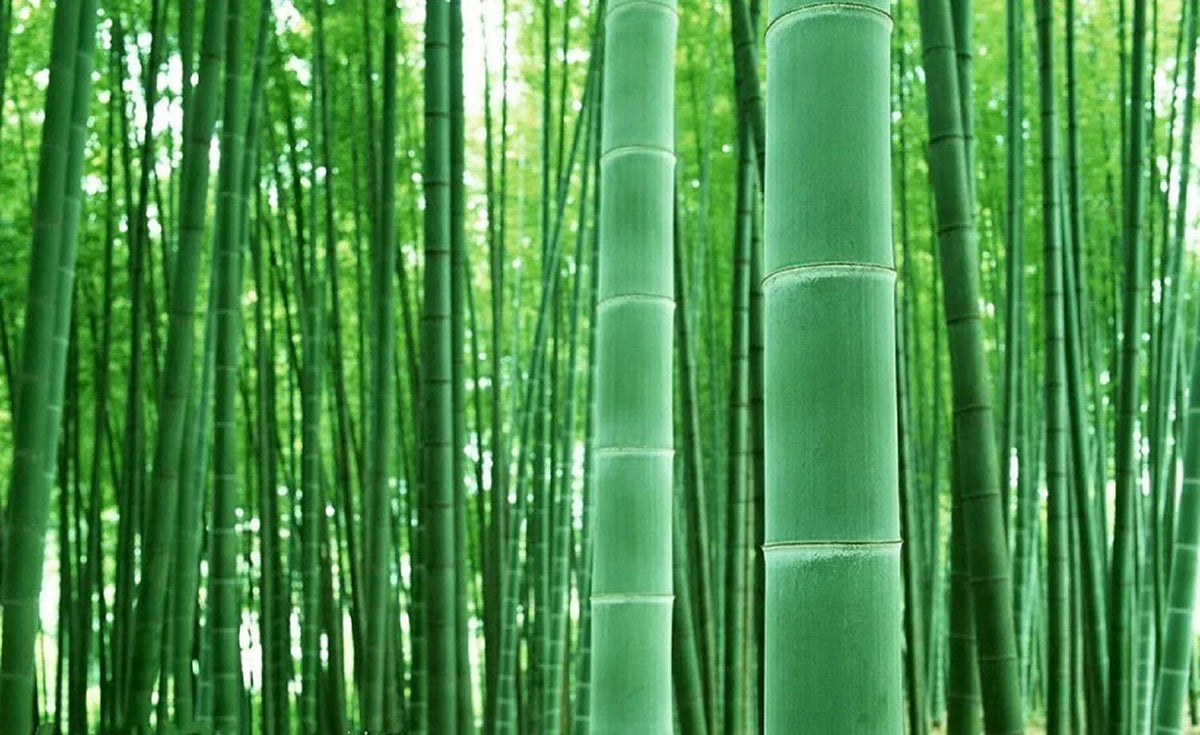 Giant Bamboo Seeds - 50+ Seeds for Planting Privacy Screen - Phyllostachys spp. - Fast Growing, Low Maintenance Garden Plant
