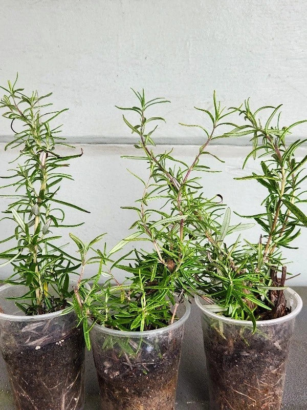 Rosemary Plants Set of 3 - Organic Rooted Herb - Rosmarinus officinalis - Strong Roots for Garden & Culinary Use
