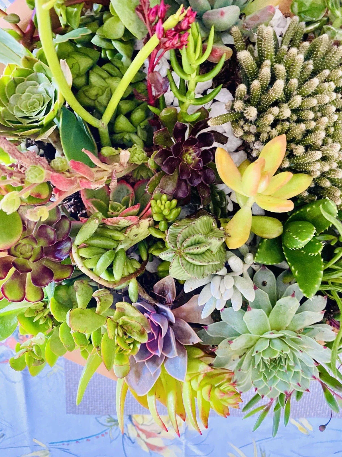 20 Assorted Organic Succulent Cuttings + 2 Free Cuttings - Perfect for DIY Projects - Various Species
