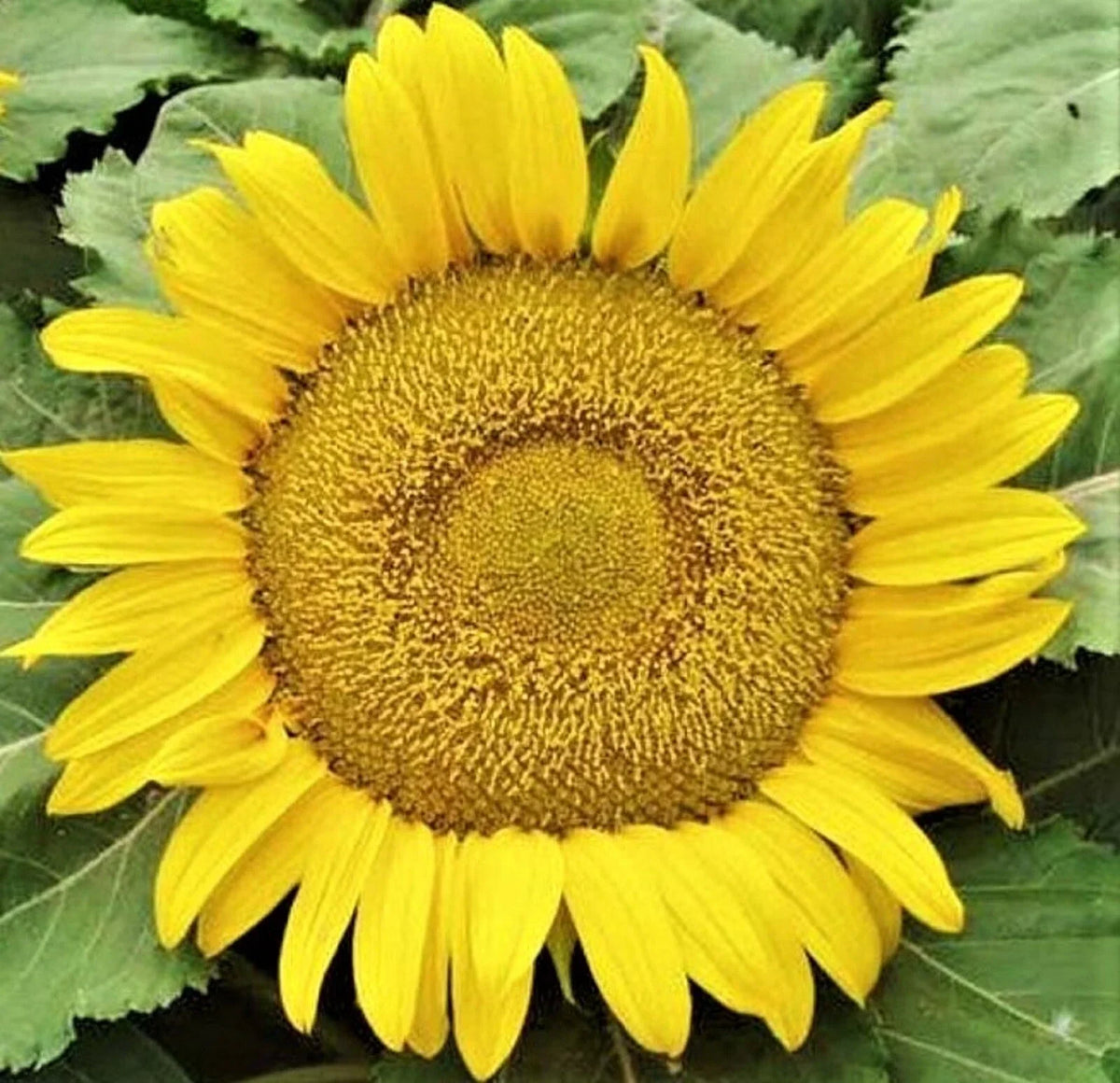 Yellow Pygmy Sunflower Seeds - 50+ Non-GMO Seeds for Planting - Helianthus debilis - Compact, Vibrant Flowers for Gardens