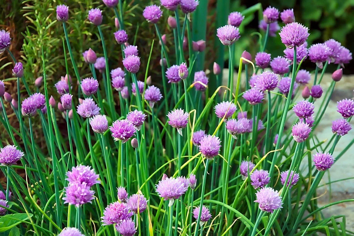 Chives Seeds 750 Count Non-GMO Culinary Herb Allium schoenoprasum for Gardening, Indoor/Outdoor Use, Fast Germination