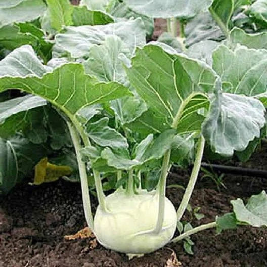White Vienna Kohlrabi Seeds - Non-GMO Heirloom - Brassica oleracea - 100 Seeds per Packet for Home Gardening