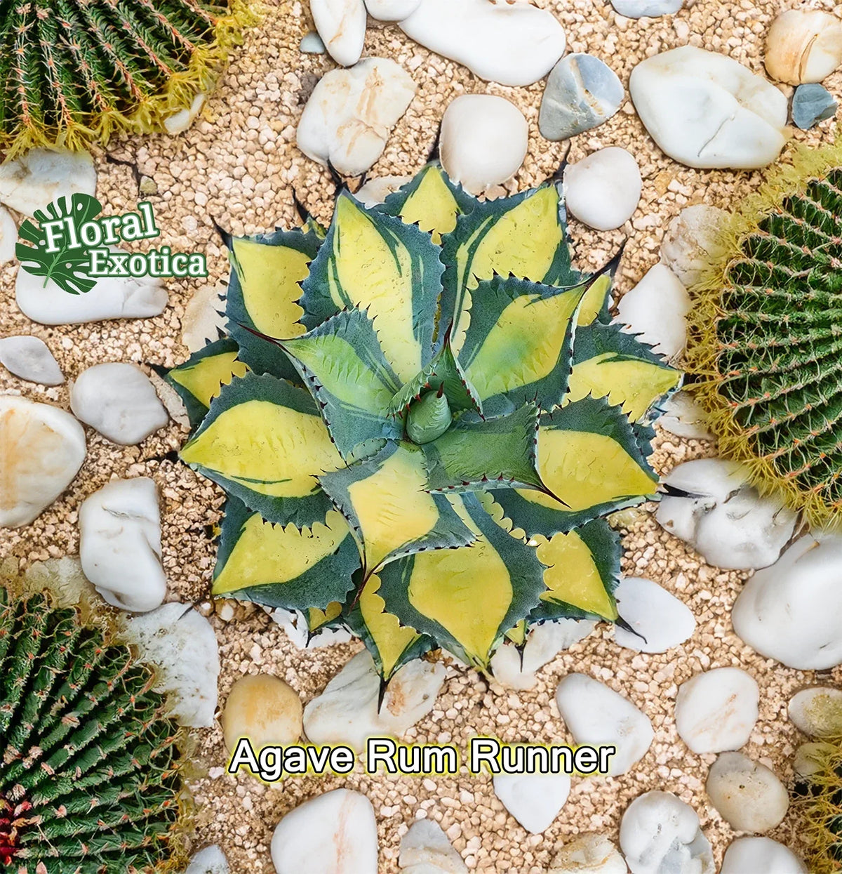 Agave Isthmensis Starter Pup - Rum Runner Variety - Indoor Succulent - Low Maintenance, Drought-Resistant Plant
