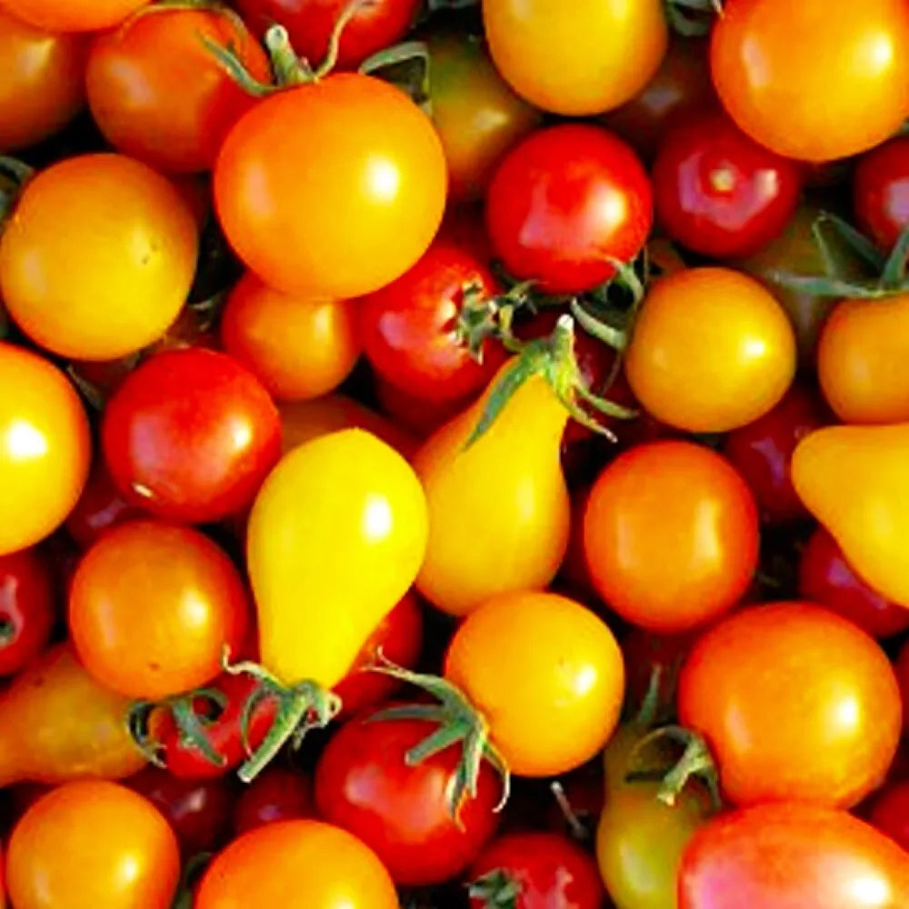 Rainbow Cherry Tomato Seeds | Heirloom NON-GMO Mix | Solanum lycopersicum | 50 Seeds for Home Garden