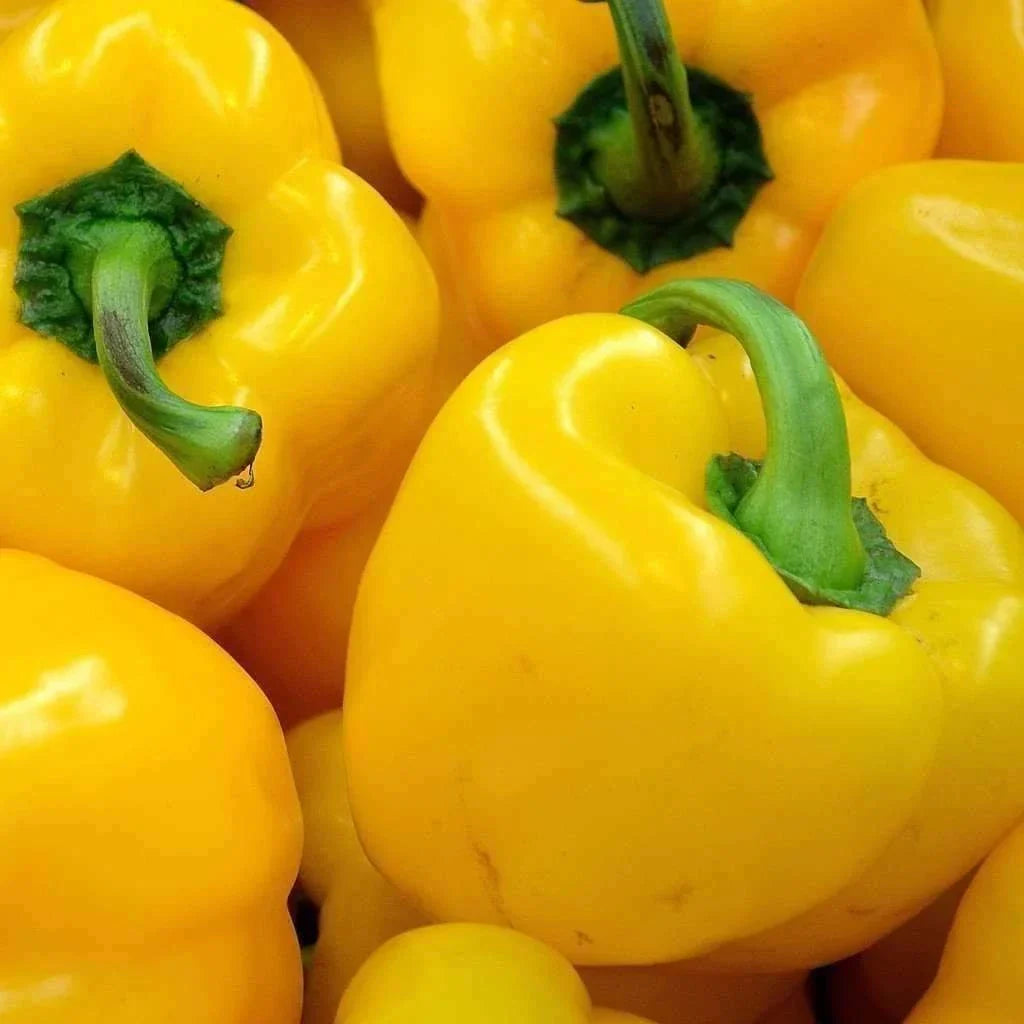 Sunbright Yellow Bell Pepper Seeds - Non-GMO Heirloom - 25+ Pack - Capsicum annuum - Sweet, Vibrant Flavor for Home Gardening