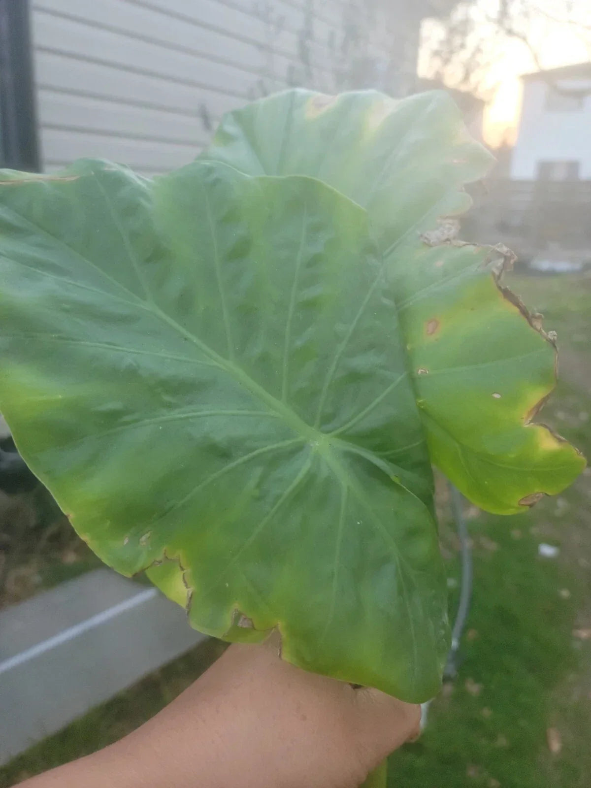 Borneo Giant Elephant Ear Taro Plant - Huge Size, Alocasia Macrorrhiza, Well-Rooted Tropical Foliage for Indoor/Outdoor Gardening