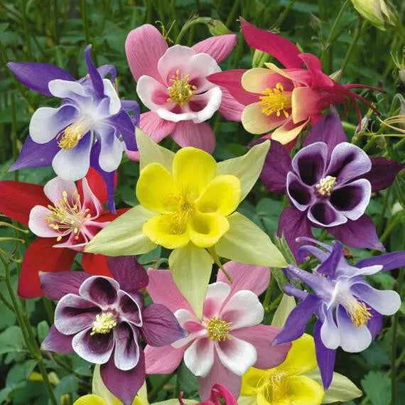 Columbine Seeds 375 Count McKana's Giant Mix Aquilegia x hybrida Perennial Flower Seeds for Garden and Landscape