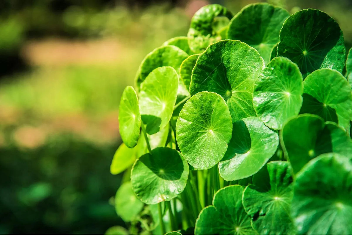 Gotu Kola Seeds - 50 Organic Seeds - Centella asiatica - Medicinal Herb for Garden & Indoor Planting