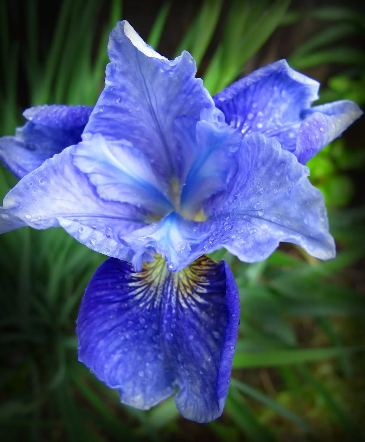 Siberian Iris Starter Plants Set of 3, Iris sibirica, Blue Purple White Perennials for Garden Blooms
