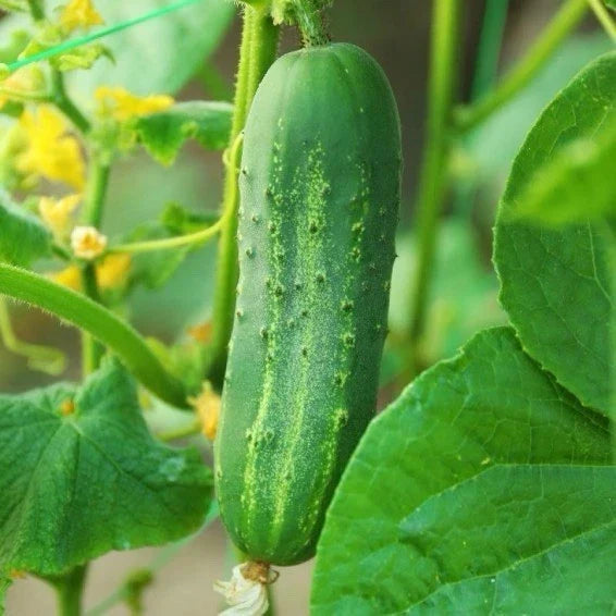 Carolina Cucumber Seeds | 50+ F1 Hybrid | Early Pickling Variety | Cucumis sativus | High Yield, Disease Resistant
