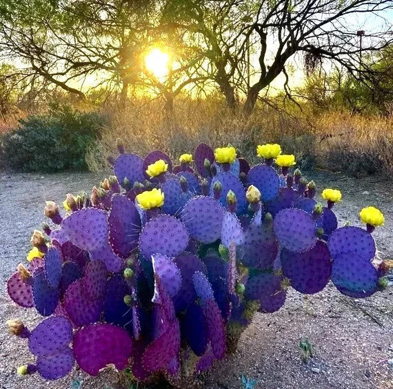 Purple Cactus Seeds - 20 Opuntia Santa Rita - Rare Hardy Prickly Pear - Edible Fruit - Low Water Needs - Garden Planting