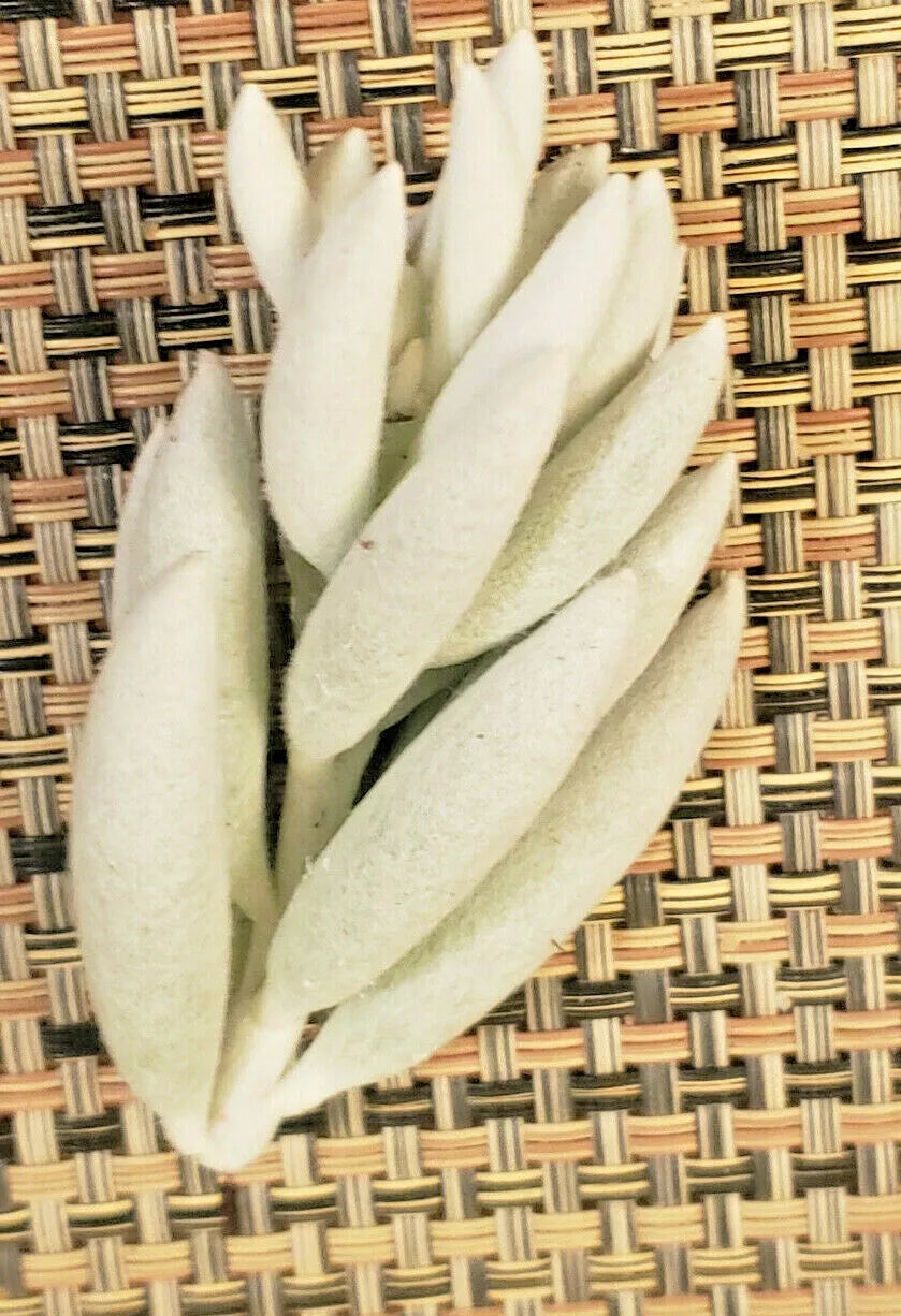Senecio Haworthii Cutting - 3" Unrooted - Whitest Succulent - Ideal for Plant Lovers - Senecio haworthii