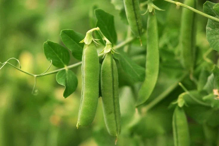 Early Frosty Garden Pea Seeds - Non-GMO, Easy Grow, Compact Variety - Pisum sativum - Perfect for Cool Climates