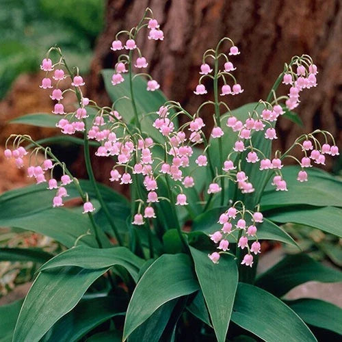 Pink Lily of the Valley Pips - 2 Pack - Convallaria 'Rosea' - Fragrant Pink Flowers - Live Plants for Shaded Gardens