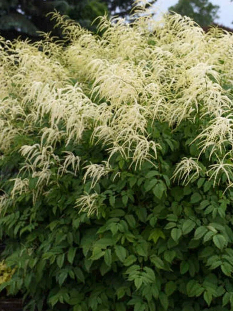 Goats Beard Seeds - 40+ Aruncus dioicus Seeds for Perennial Flowering Garden - Easy to Grow, Attracts Pollinators