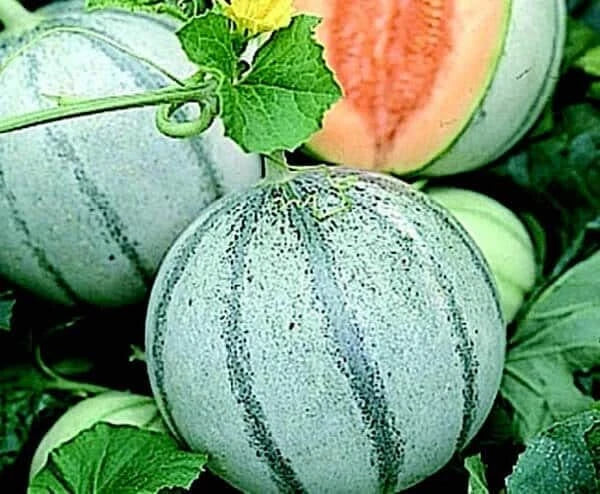 Savor Melon Seeds 10 Pack | Cool Blue Sweet Melons | Cucumis melo - Unique Blue Skin, Juicy Flavor for Home Gardens
