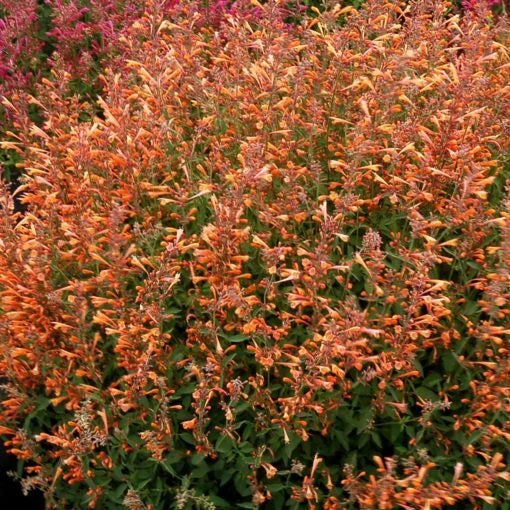 Orange Hyssop Seeds - 100 Perennial Flower Seeds - Agastache aurantiaca - Attracts Pollinators - US Seller