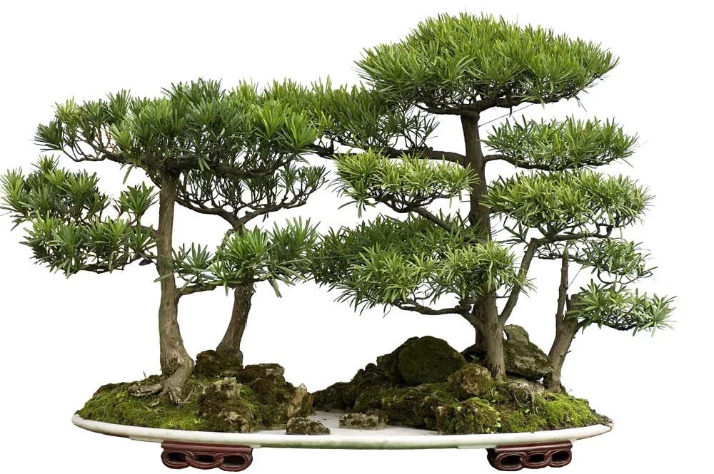 Bonsai Tree Seeds - 30 Count - Western Red Cedar (Thuja plicata) - Ideal for Beginners, Hardy & Versatile Gardening