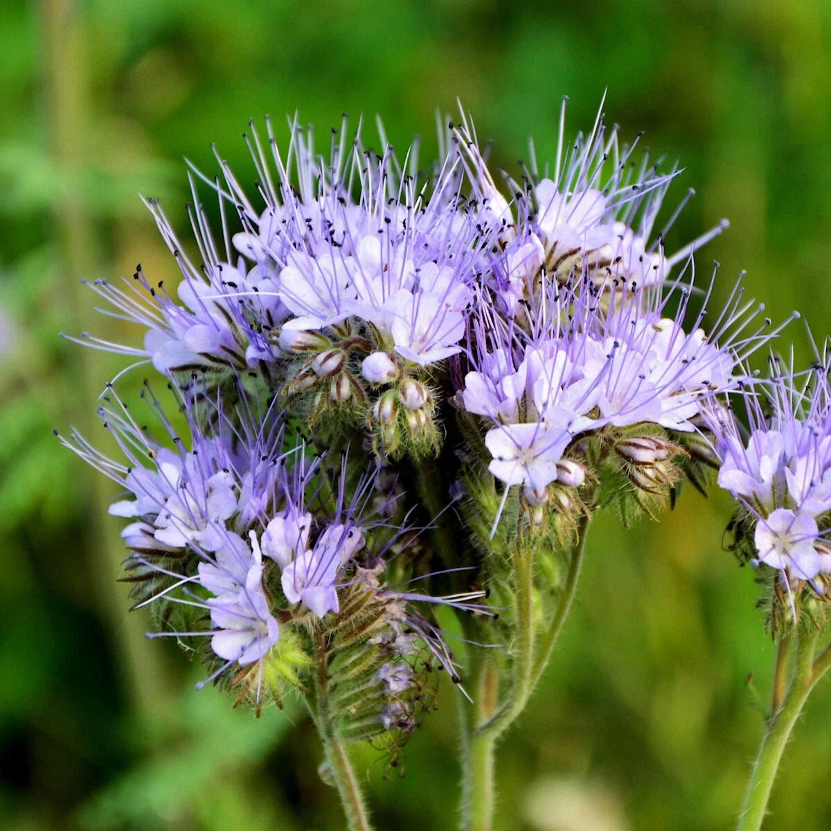 Lacy Phacelia Wildflower Seeds 1 Lb Mylar Packet - Phacelia tanacetifolia - Non-GMO, Attracts Pollinators, Easy to Grow