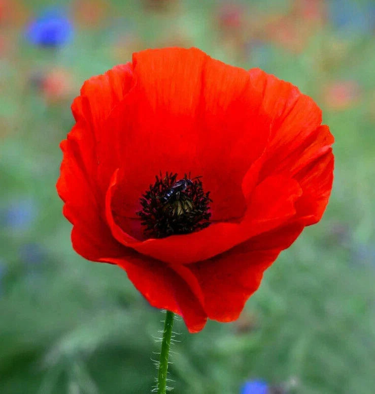 Poppy Seeds Packet | Red Corn Poppies | Papaver rhoeas | American Legion Remembrance Day Flower