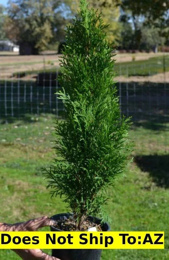 Emerald Green Arborvitae Plant 1-2 ft Thuja Occidentalis Evergreen Shrub - Dense Foliage for Privacy and Windbreaks