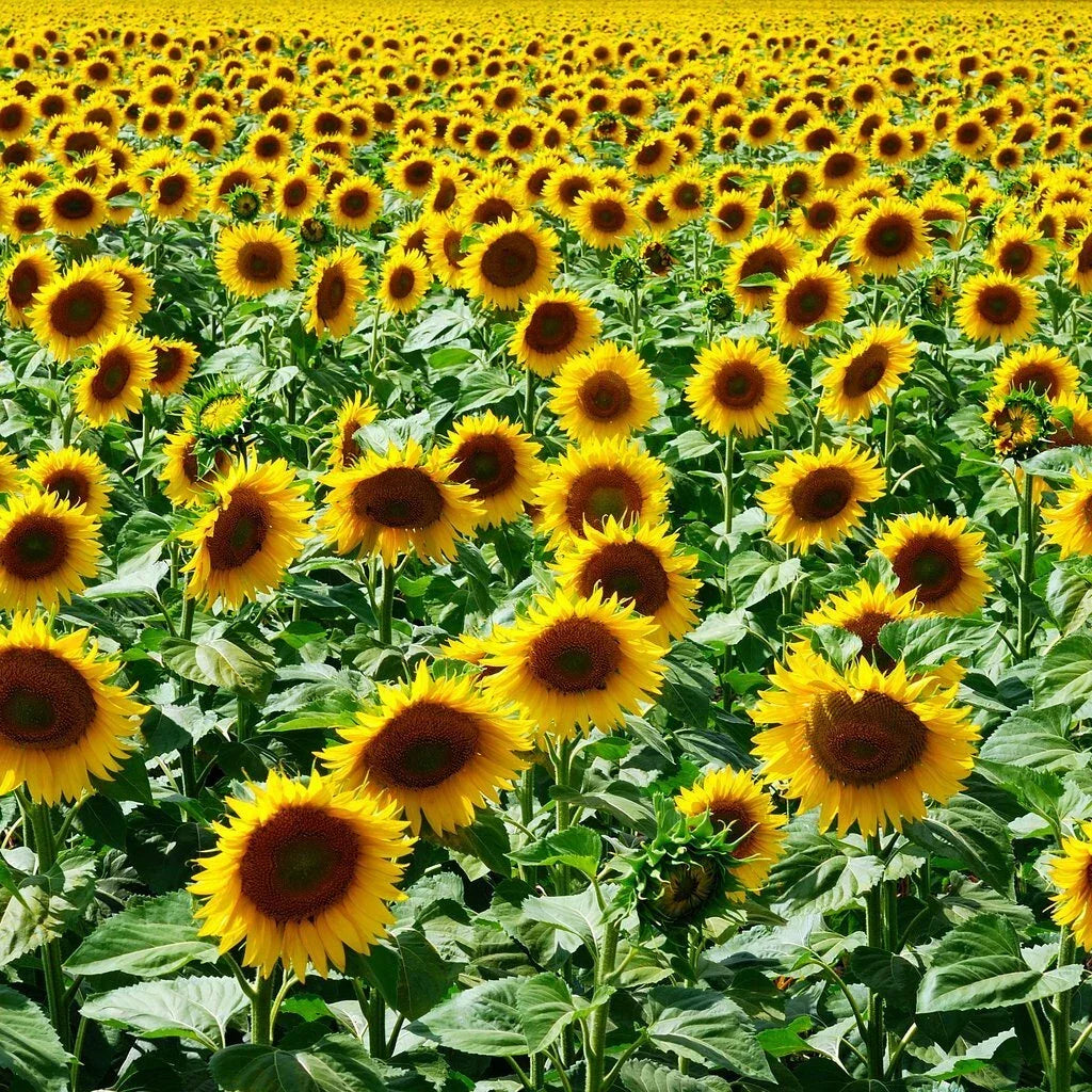 Mammoth Grey Stripe Sunflower Seeds - Bulk Pack, NON-GMO, Helianthus annuus, 100 Seeds for Home Garden & Landscaping