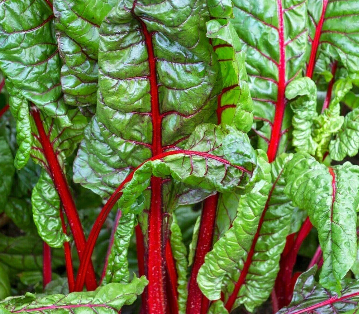 Ruby Red Swiss Chard Seeds 100+ Non-GMO Heat Tolerant Salad Greens Beta vulgaris, Easy to Grow for Home Garden