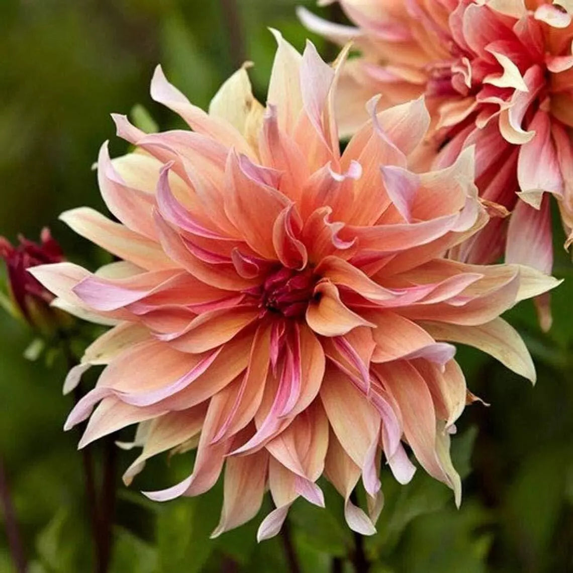Dahlia Flower Seeds - Exotic Mix, 100+ Seeds, Labyrinth Variety, Dahlia pinnata, Shipped from Iowa, USA