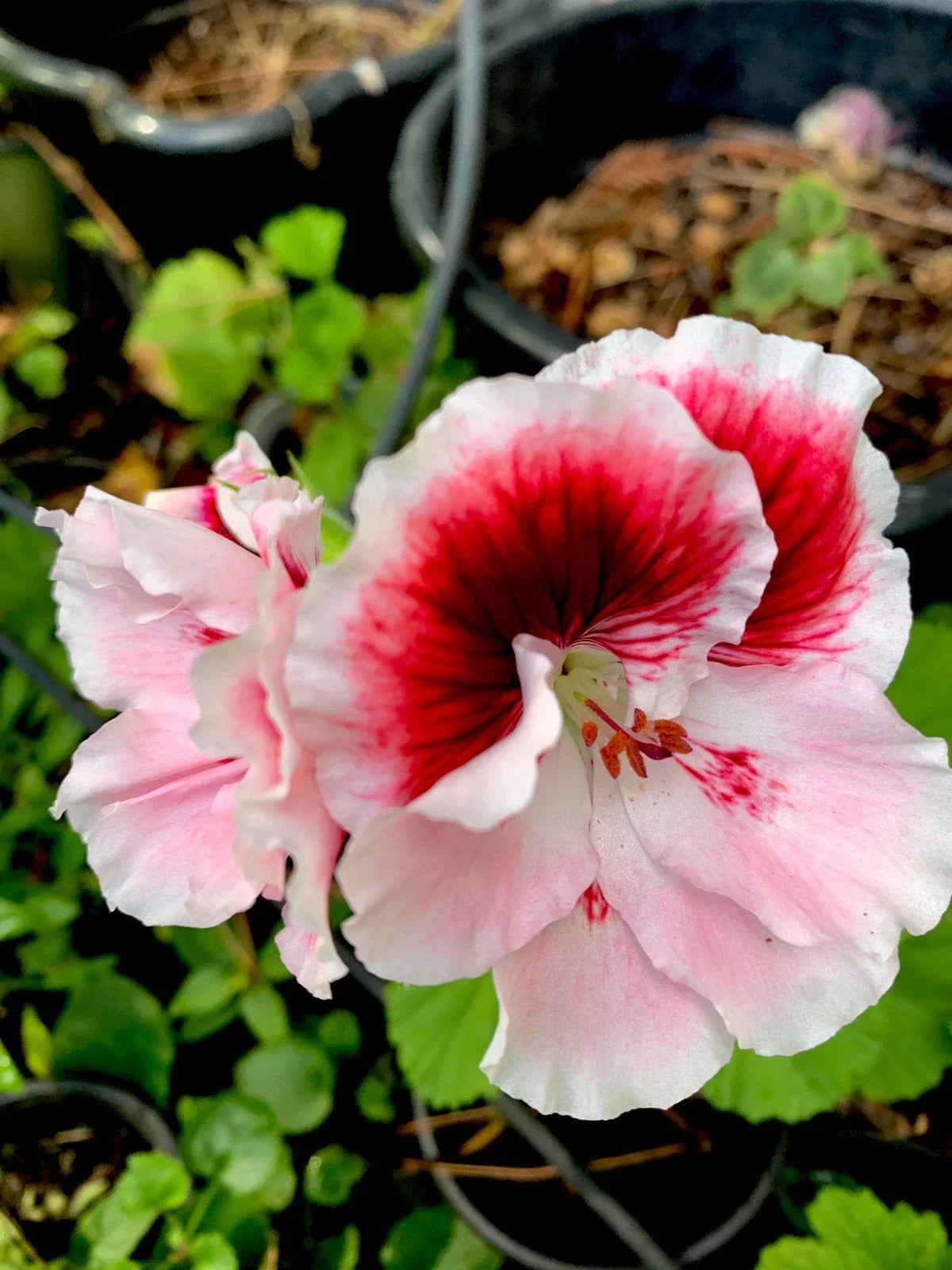 Fresh Cuttings Geranium 3 Pack, White & Maroon Center, Perennial Pelargonium for Propagation