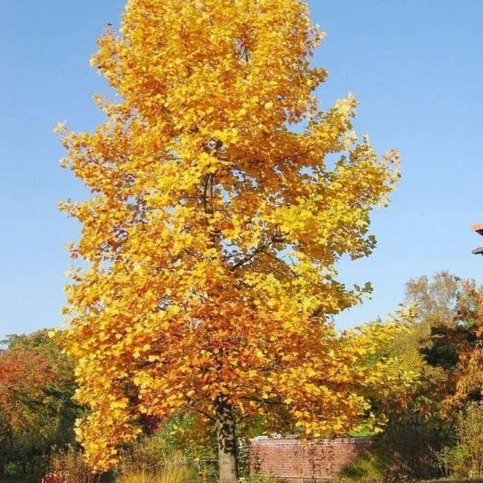 Tulip Poplar Tree Seedling | Live Tree Seedling (1 Tree) | Liriodendron tulipifera | Ideal for Landscaping and Planting