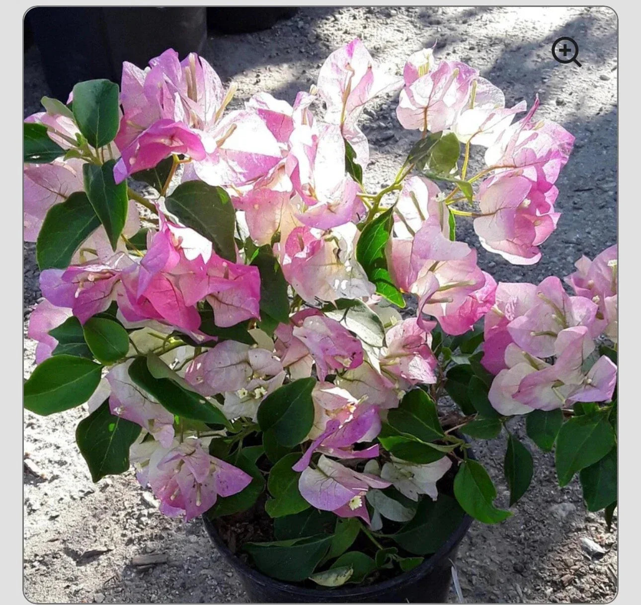 Bambino Bi Color Pink Bougainvillea Starter Plant - Small Well Rooted - Bougainvillea glabra - Compact, Drought-Tolerant Perennial