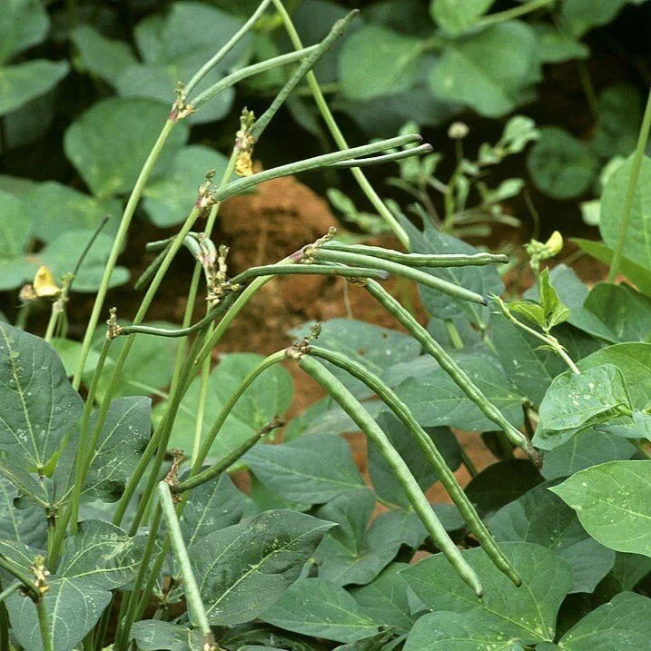 Texas Cream 8 Pea Seeds - Non-GMO Southern Field Pea - Vigna unguiculata - High Yield for 2025 Planting - Heirloom Variety