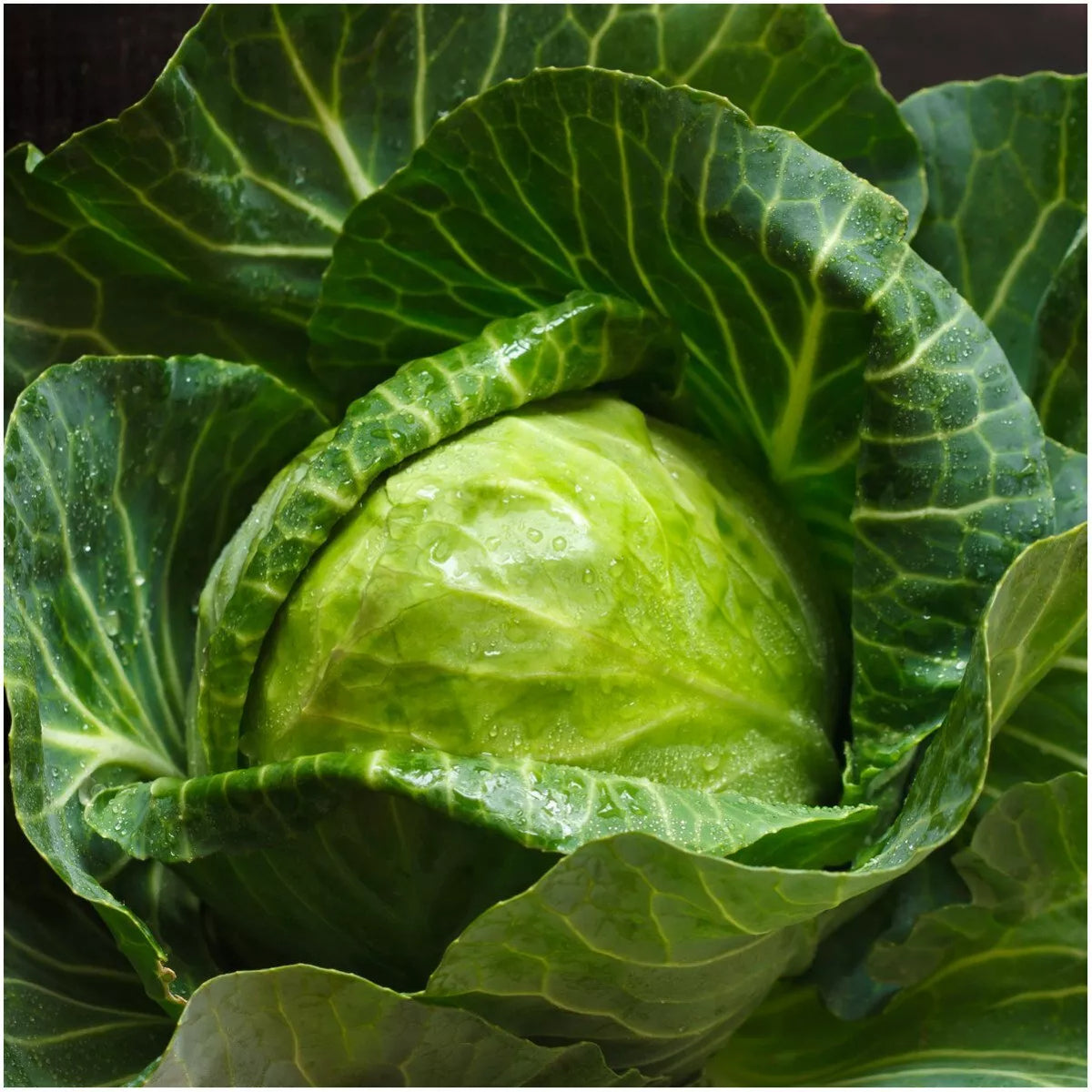 Early Round Dutch Cabbage Seeds 300+ Non-GMO Brassica oleracea for Vegetable Garden Planting