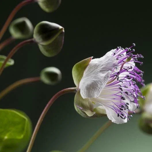 Caper Seeds - 25 Count - Capparis spinosa - Heirloom Edible Plant for Home Gardening - Aromatic Culinary Use