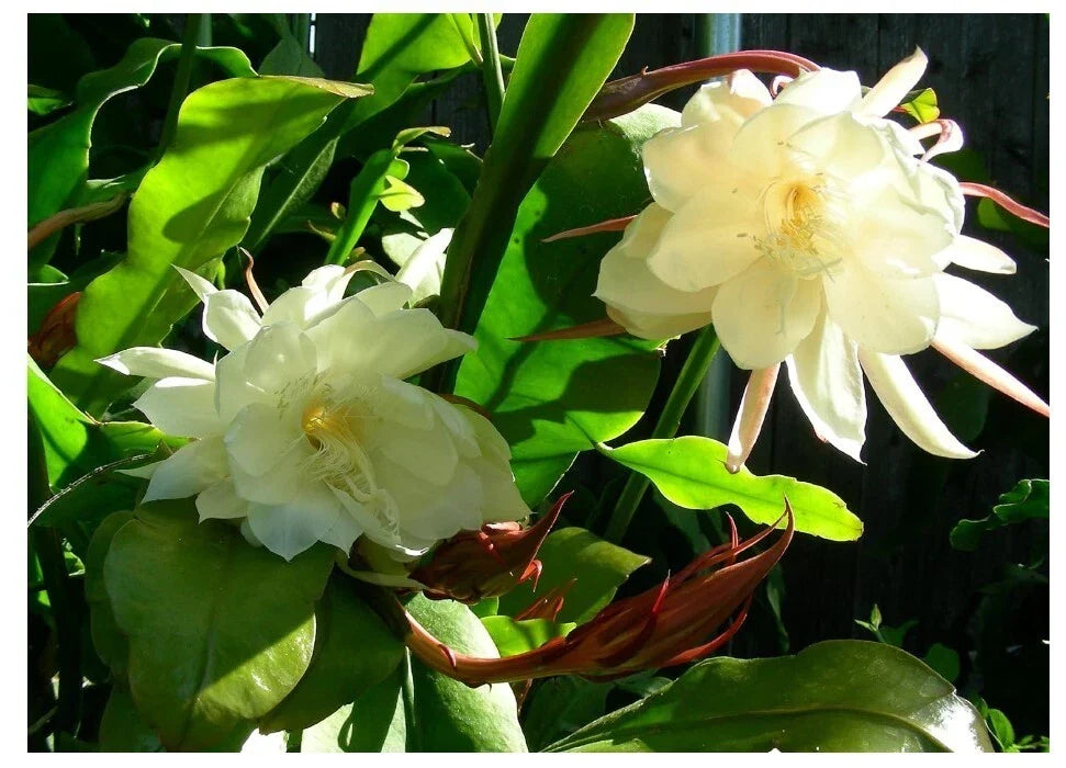 Epiphyllum Oxypetalum "Queen of Night" Rooted Cutting in 4" Pot, Night-Blooming White Flower Cactus, Easy Care Plant