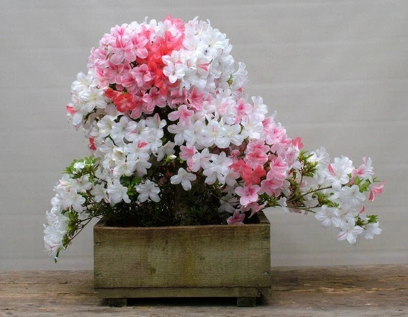 Azalea Starter Plant - 4-Inch Multi-Color Deciduous Rhododendron - Ideal for Gardens and Landscapes - Rhododendron spp.
