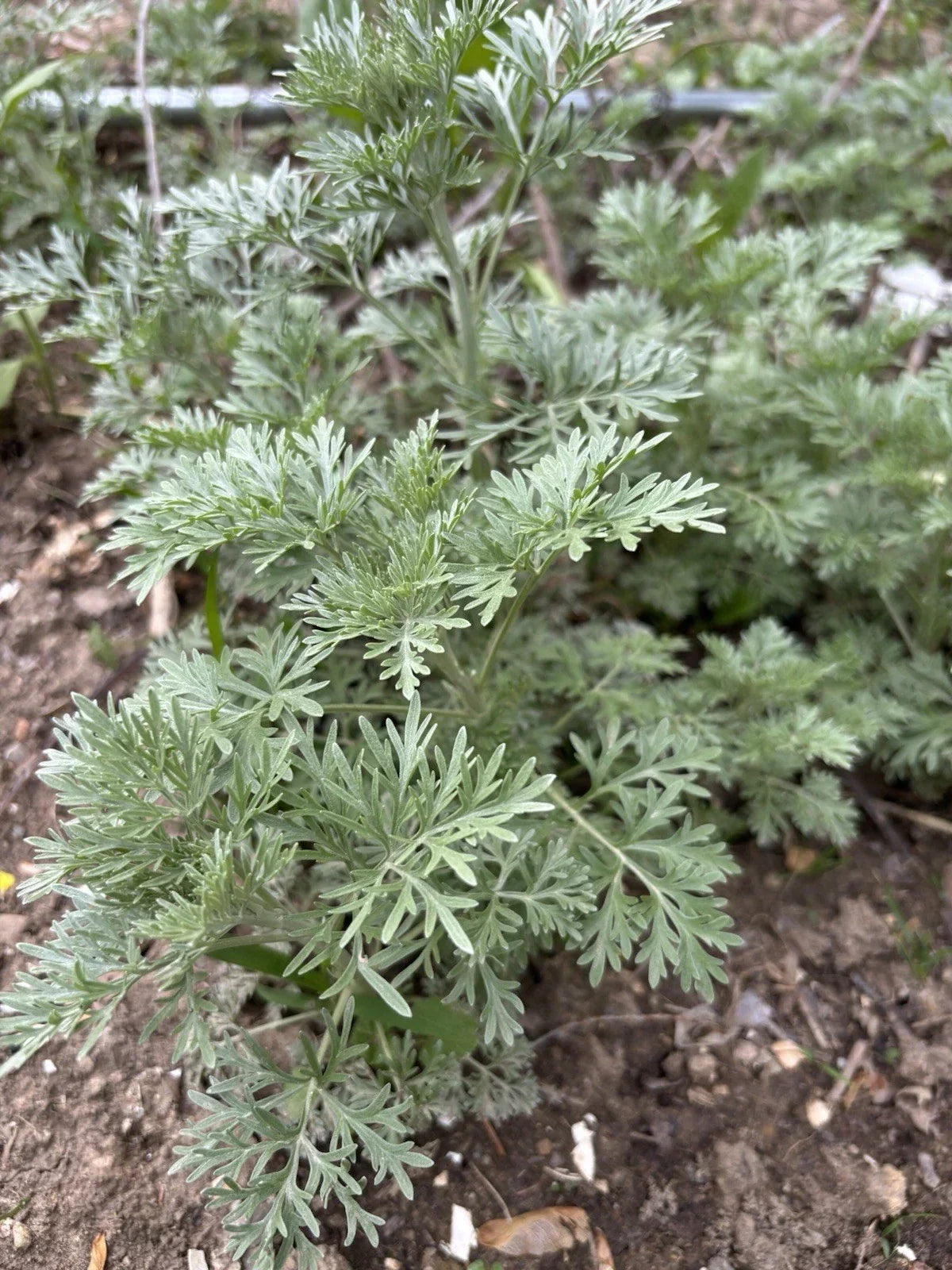 Organic Wormwood Live Plant 4-8 Inches Deer Resistant Herb Artemisia Absinthium Low Maintenance Garden Plant
