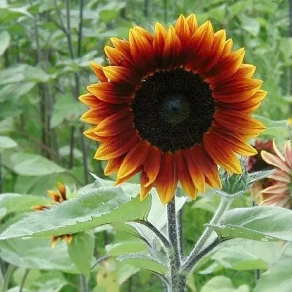 Heirloom Earthwalker Sunflower Seeds - 25+ Multi-Colored Helianthus annuus - Rare Variety for Garden & Cut Flowers