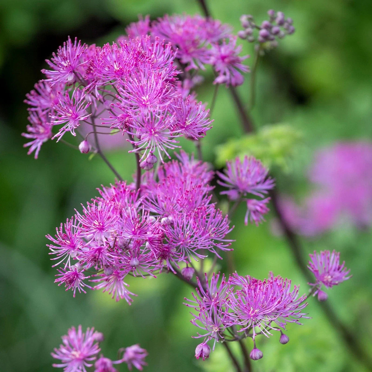 Thalictrum 'Black Stockings' Live Starter Plant | Purple Flowering Shade Perennial | Dramatic Dark Stems | Meadow Rue