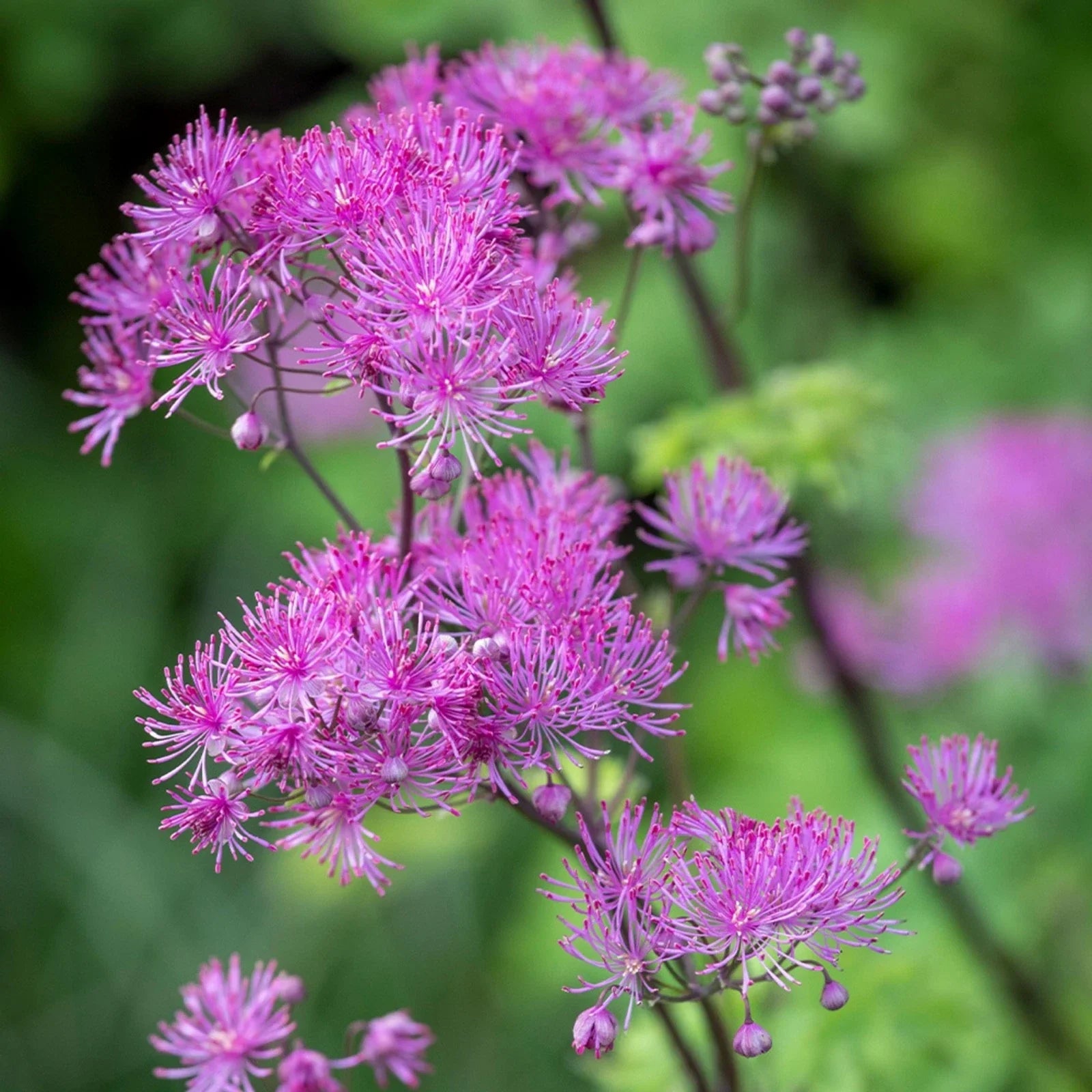 Thalictrum 'Black Stockings' Live Starter Plant | Purple Flowering Shade Perennial | Dramatic Dark Stems | Meadow Rue